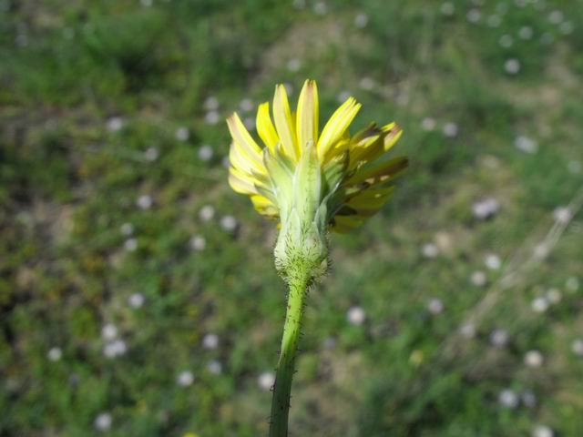 Sonchus bulbosus (=Aetheorriza bulbosa) / Radicchiella bulbosa